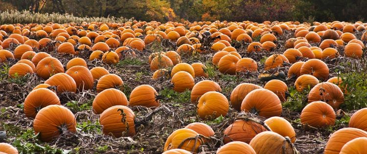 Saisonrezept Oktober: Kürbis